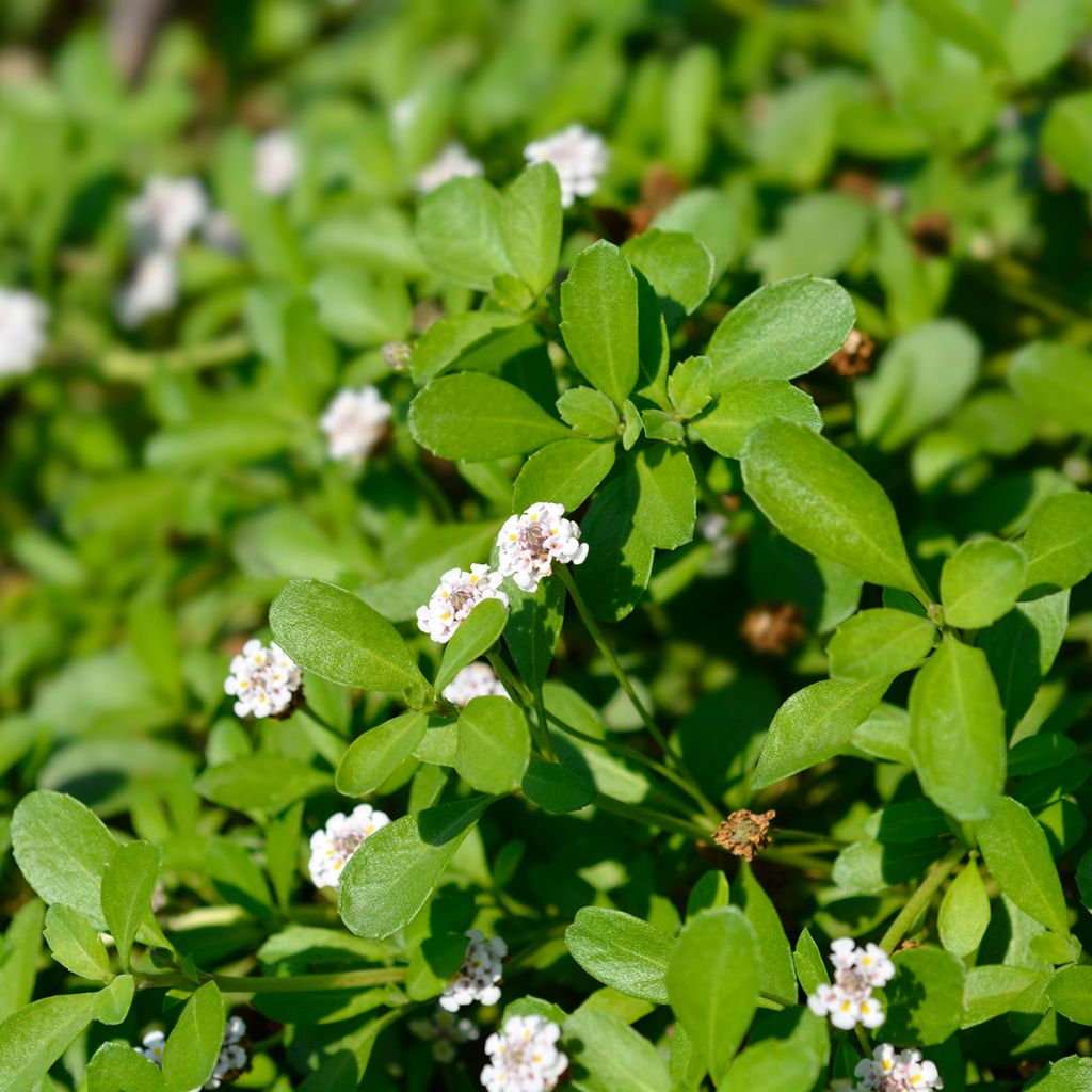 Lippia blanc