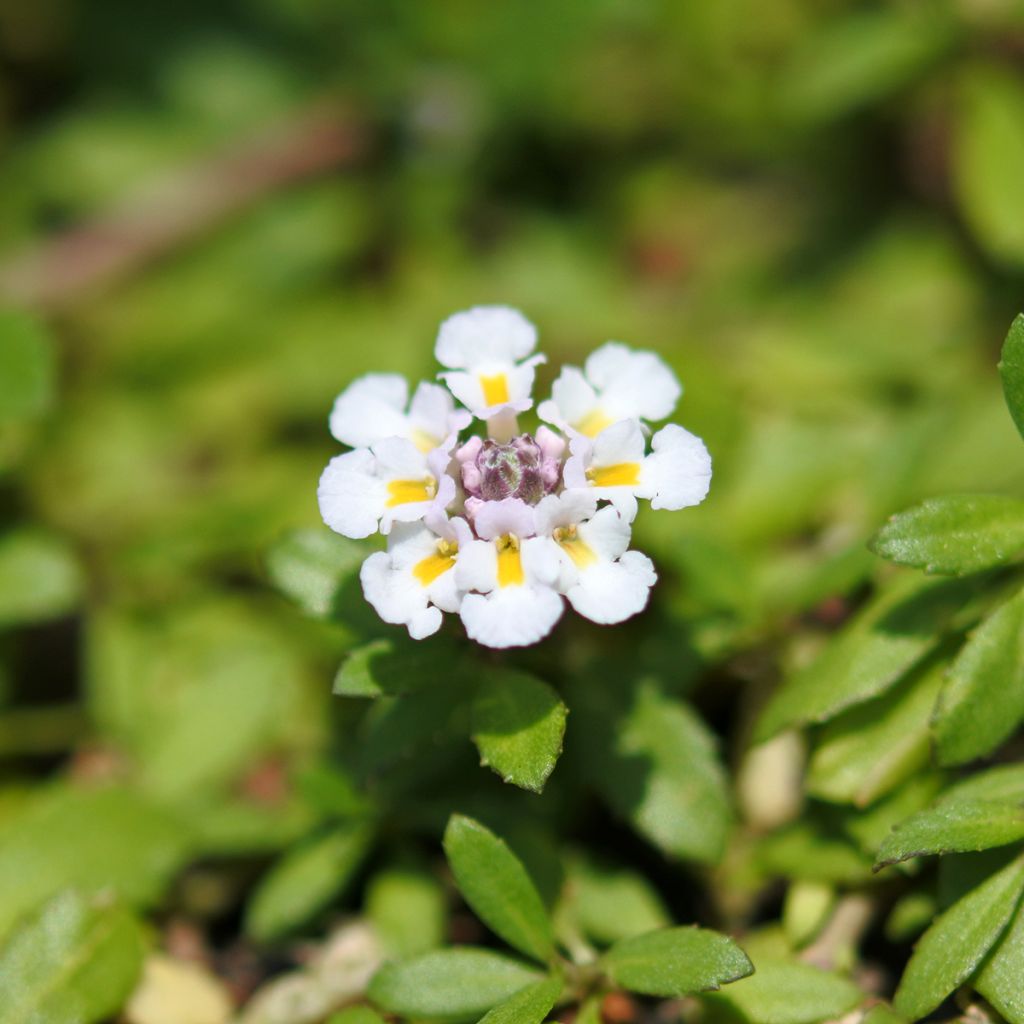 Lippia blanc