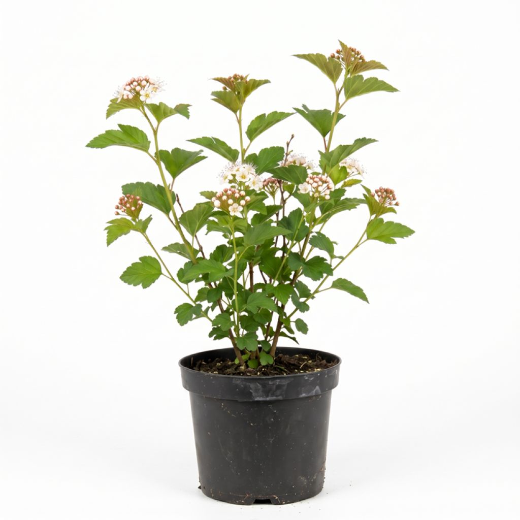 Physocarpe à feuilles d'aubier