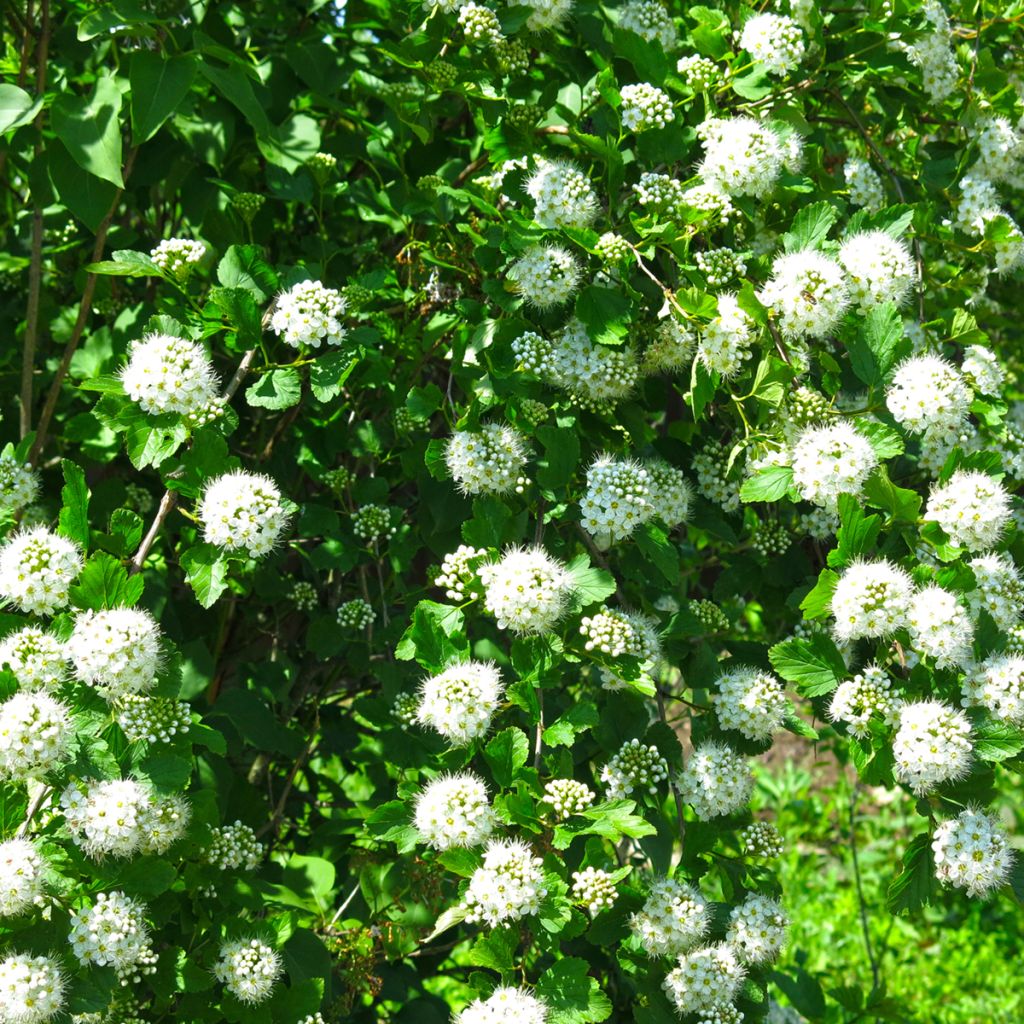 Physocarpe à feuilles d'aubier