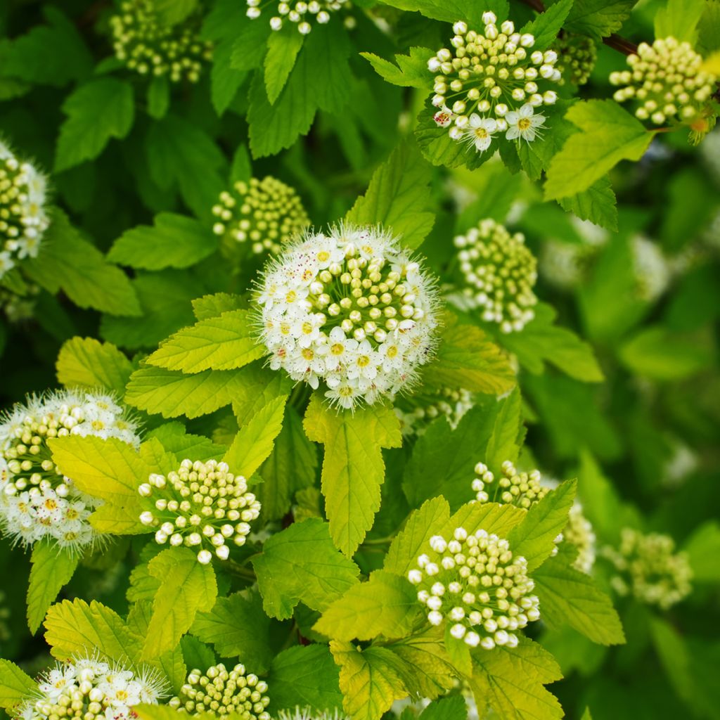 Physocarpe à feuilles d'aubier