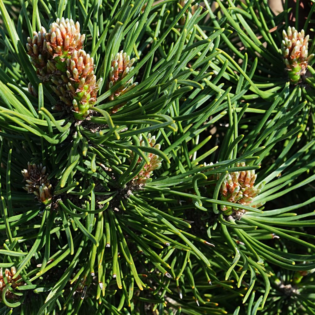 Pin de montagne