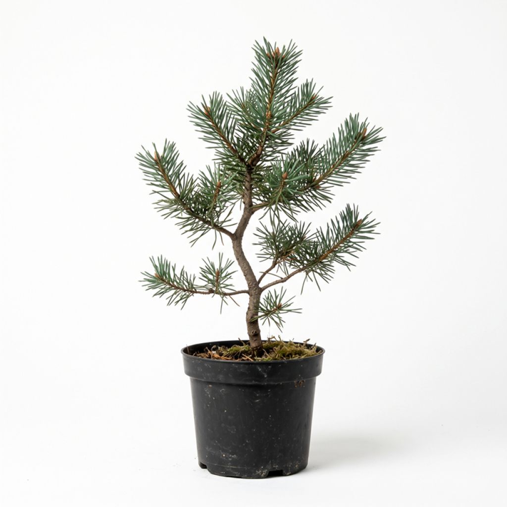 Pin sylvestre
