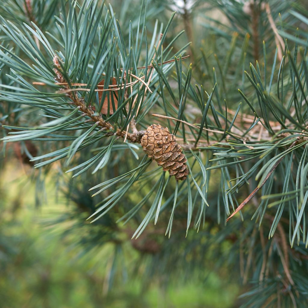 Pin sylvestre