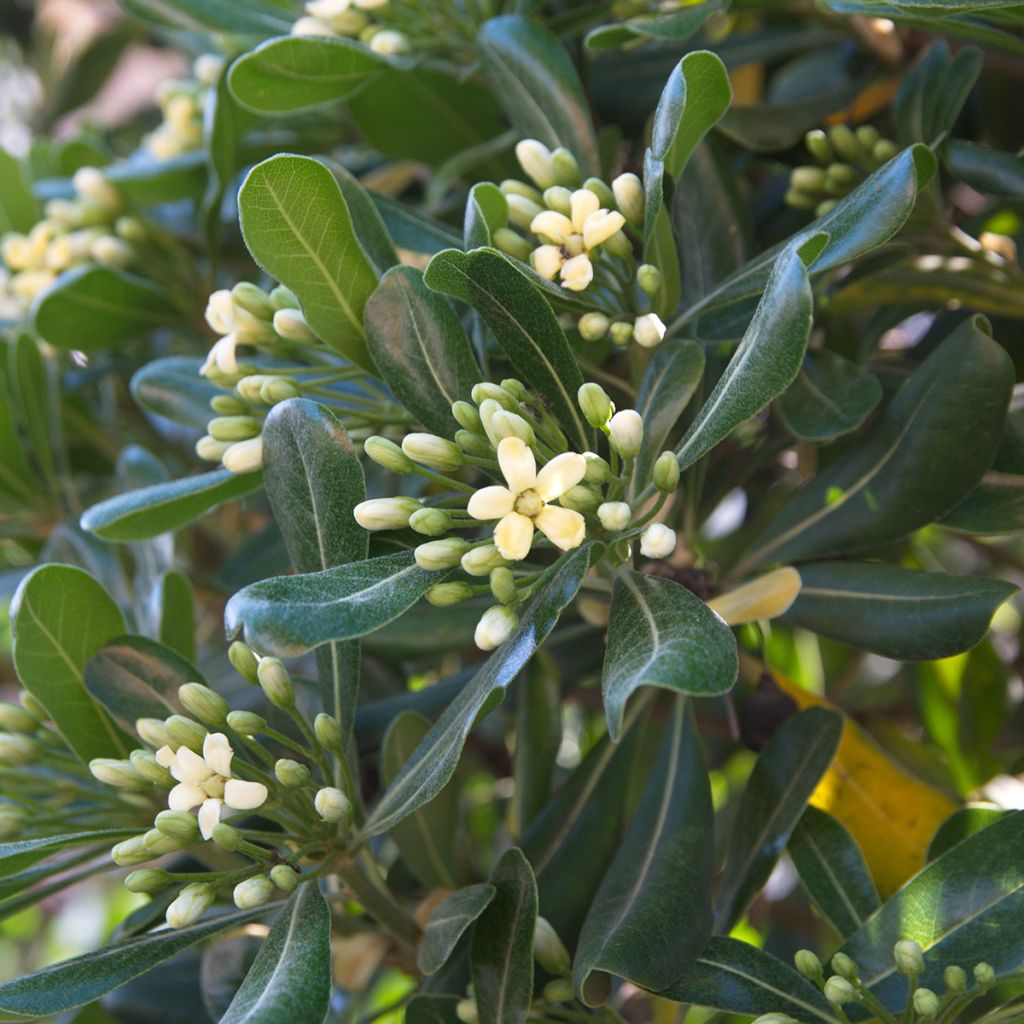 Pittosporum