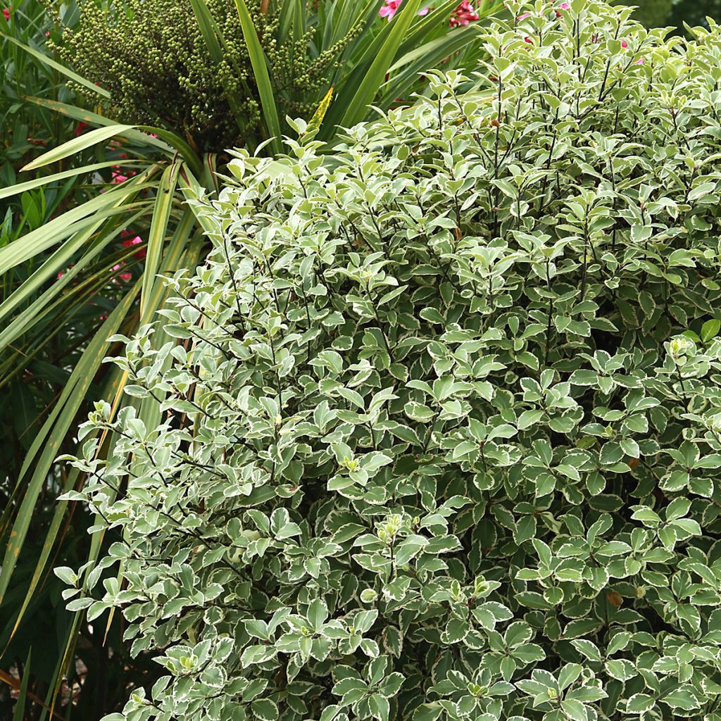 Pittosporum à petites feuilles panaché