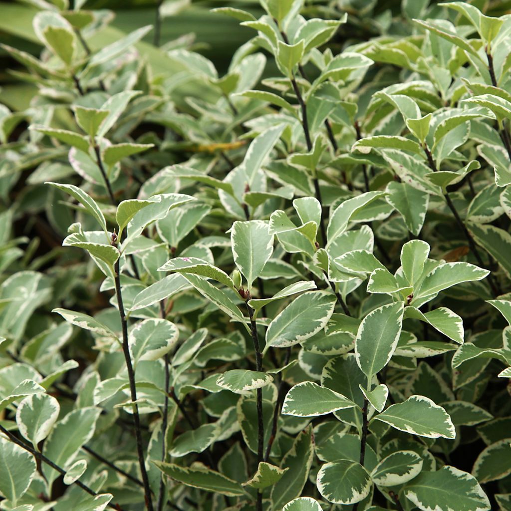 Pittosporum à petites feuilles panaché