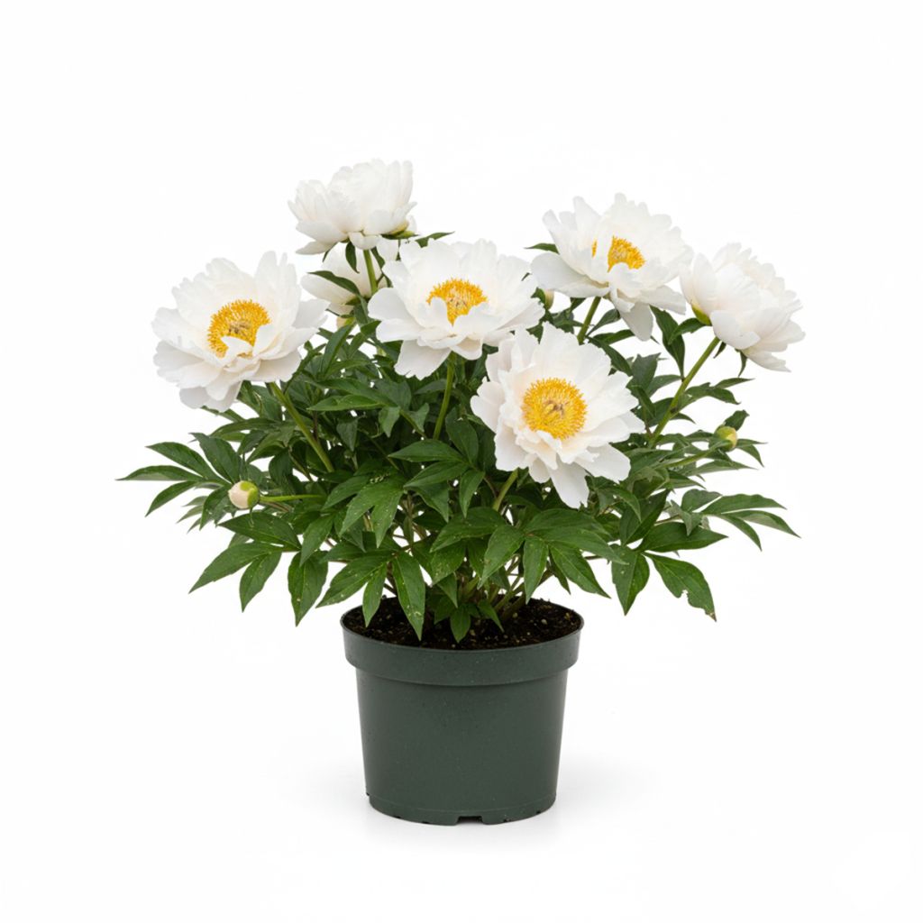Pivoine blanche à coeur jaune