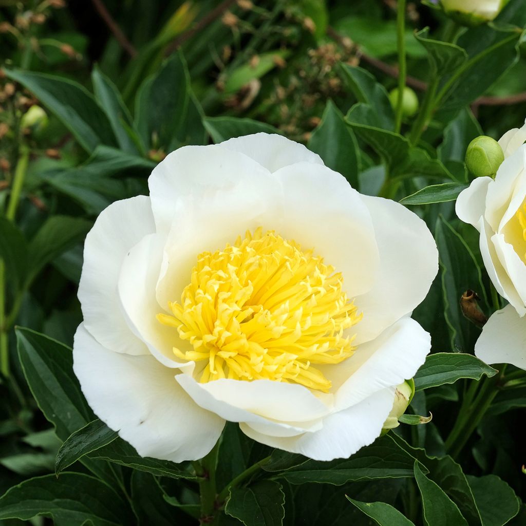 Pivoine blanche à coeur jaune