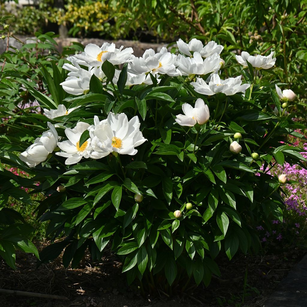 Pivoine blanche à coeur jaune