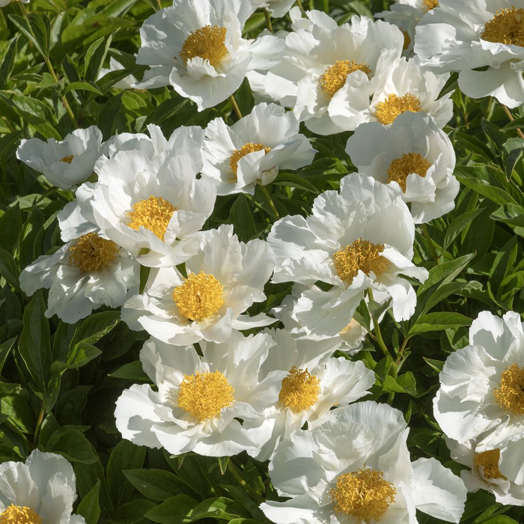 Pivoine blanche à coeur jaune