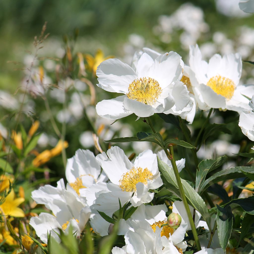 Pivoine blanche à coeur jaune