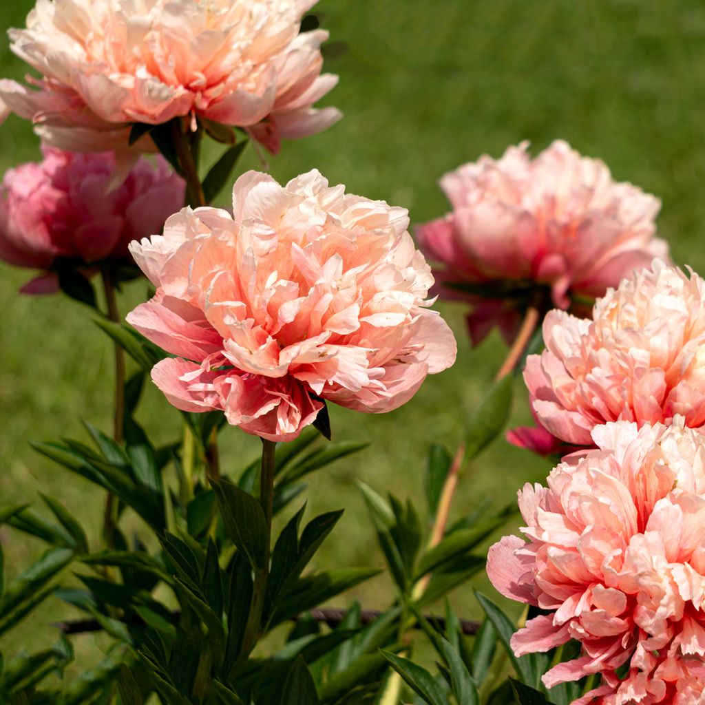 Pivoine double orange