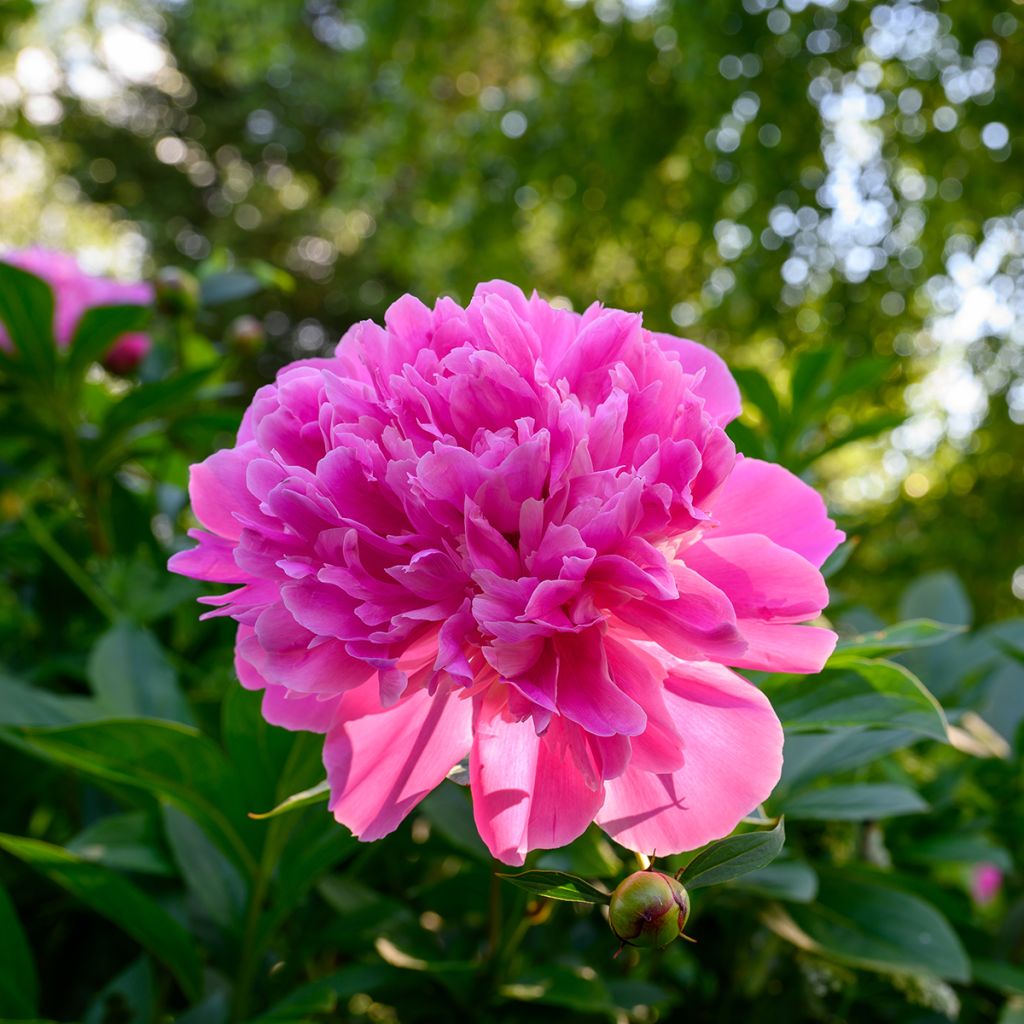 Pivoine double rose