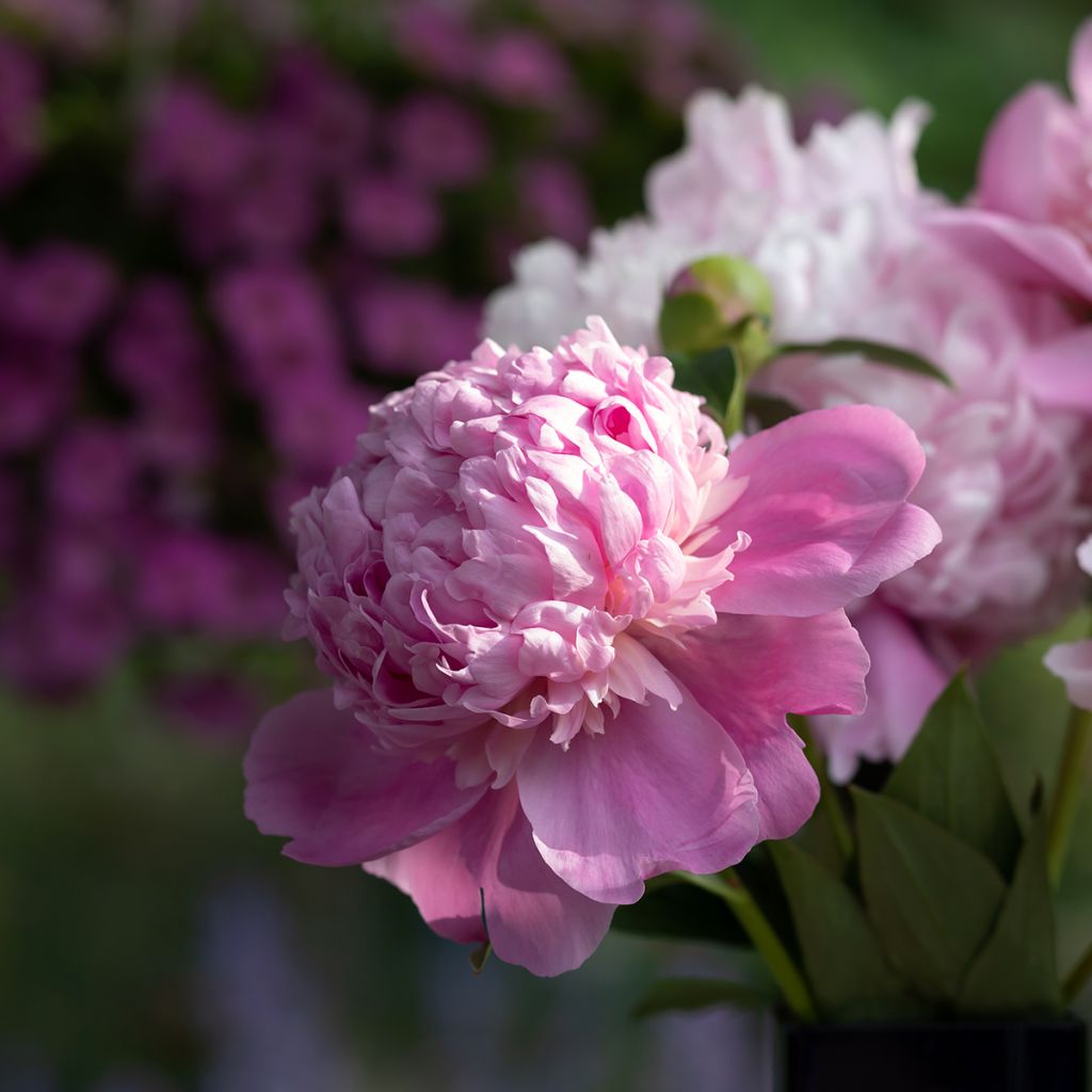 Pivoine double rose à grandes fleurs parfumées