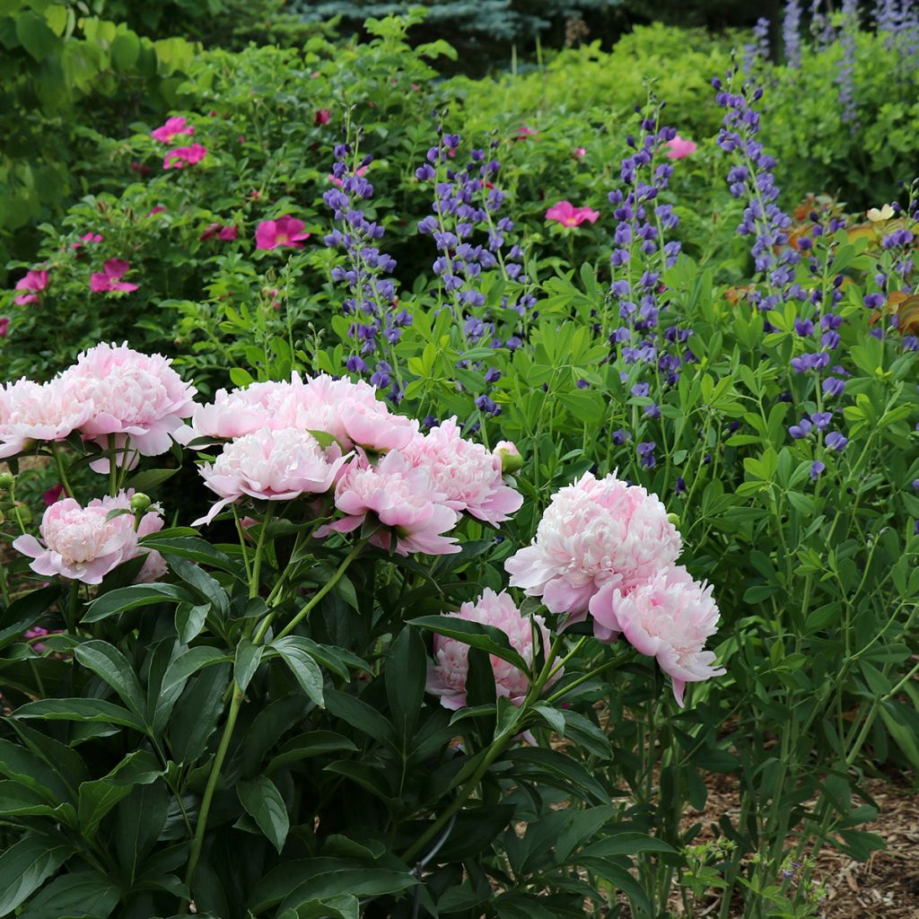 Pivoine double rose à grandes fleurs parfumées