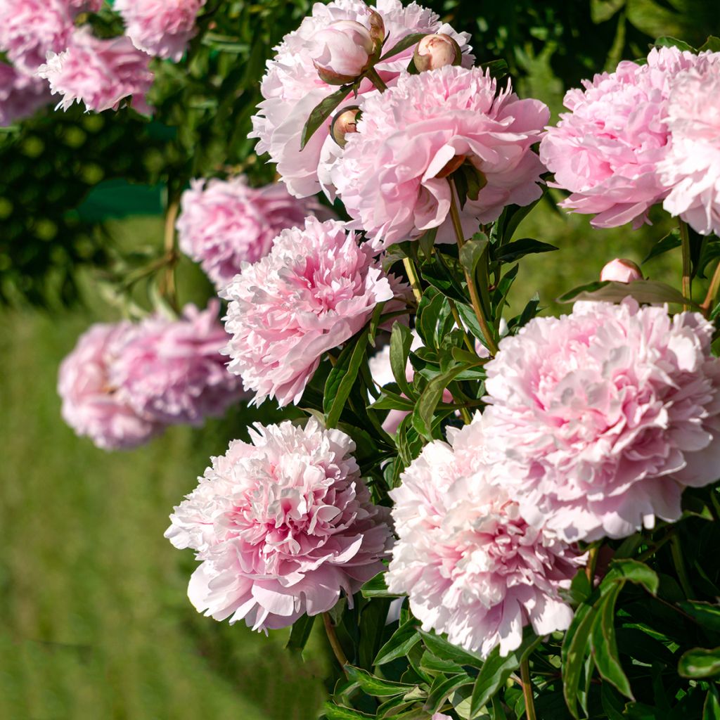 Pivoine double rose parfumée