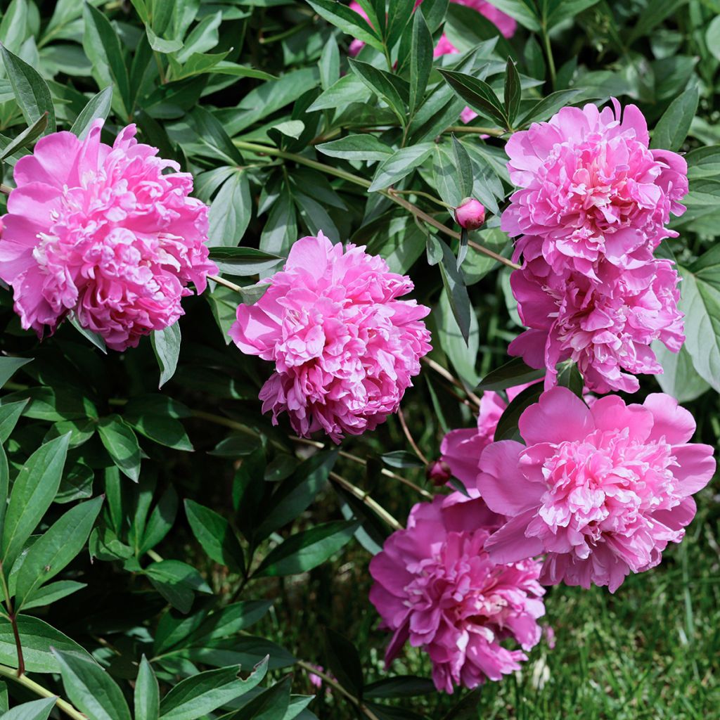 Pivoine double rose vif parfumée