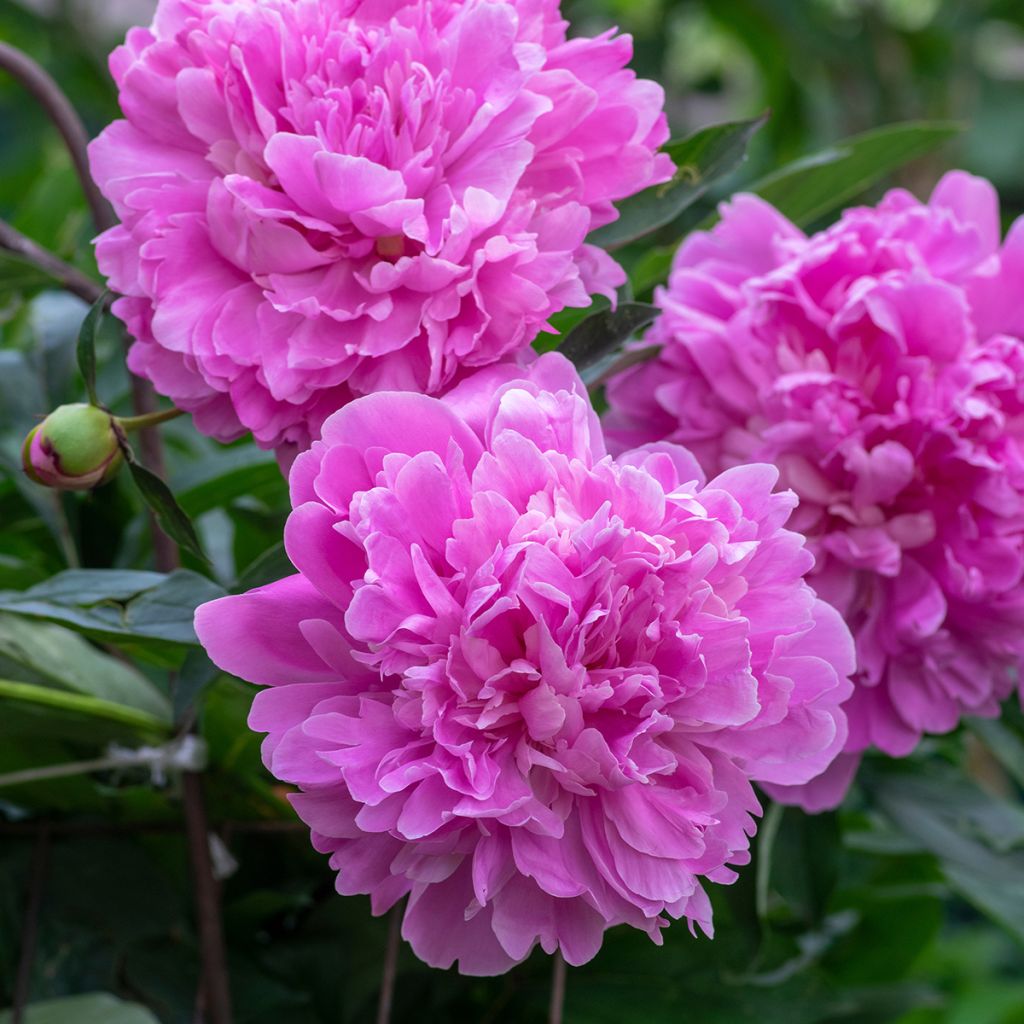 Pivoine double rose vif parfumée