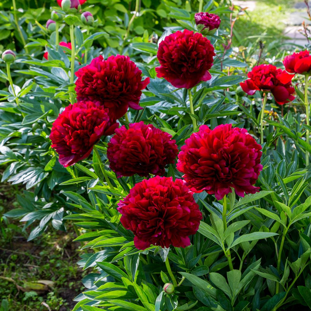 Pivoine double rouge