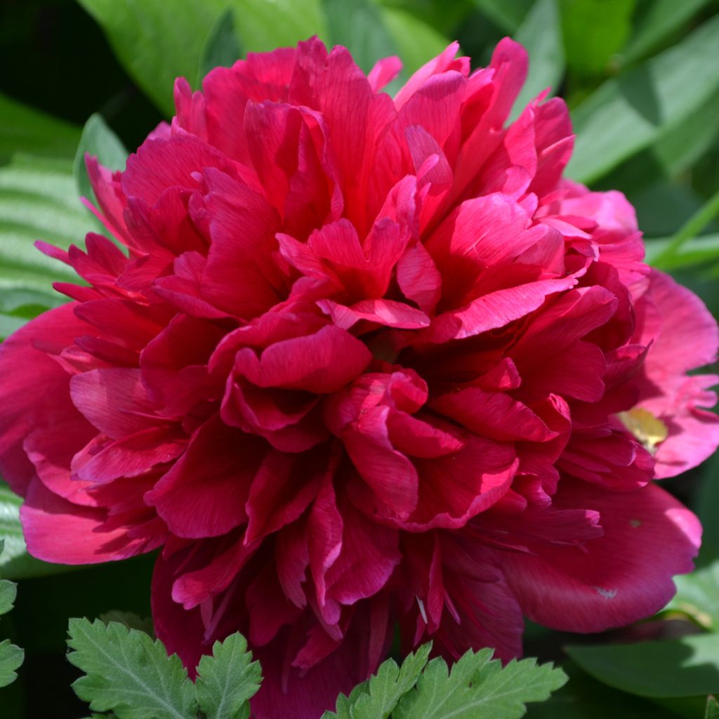 Pivoine rouge