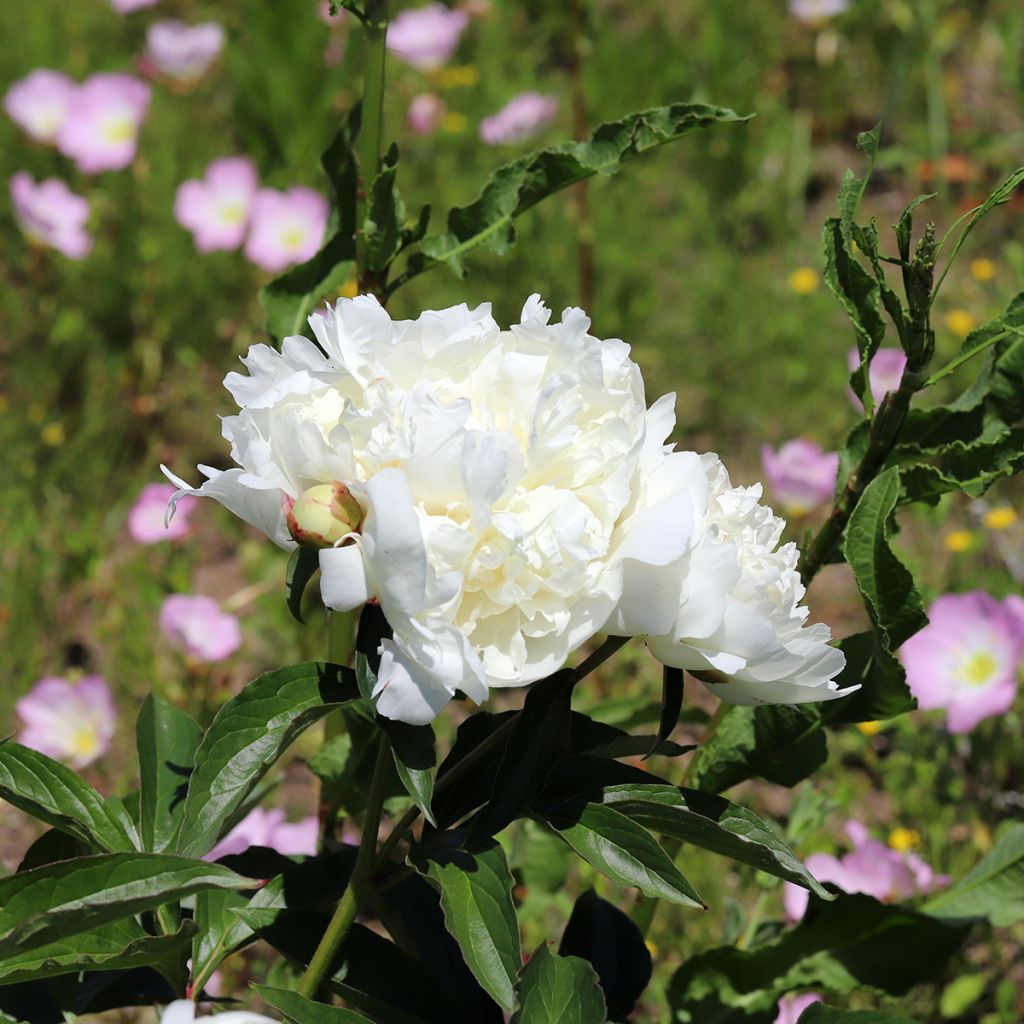 Pivoine blanche