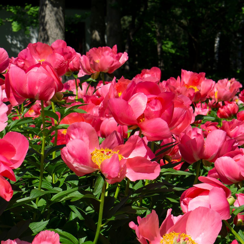 Pivoine simple rouge corail