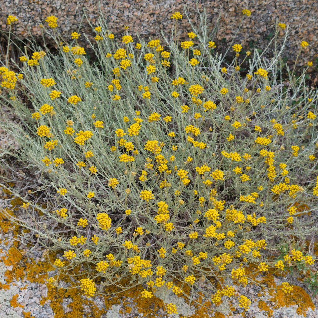 Plante curry, Immortelle