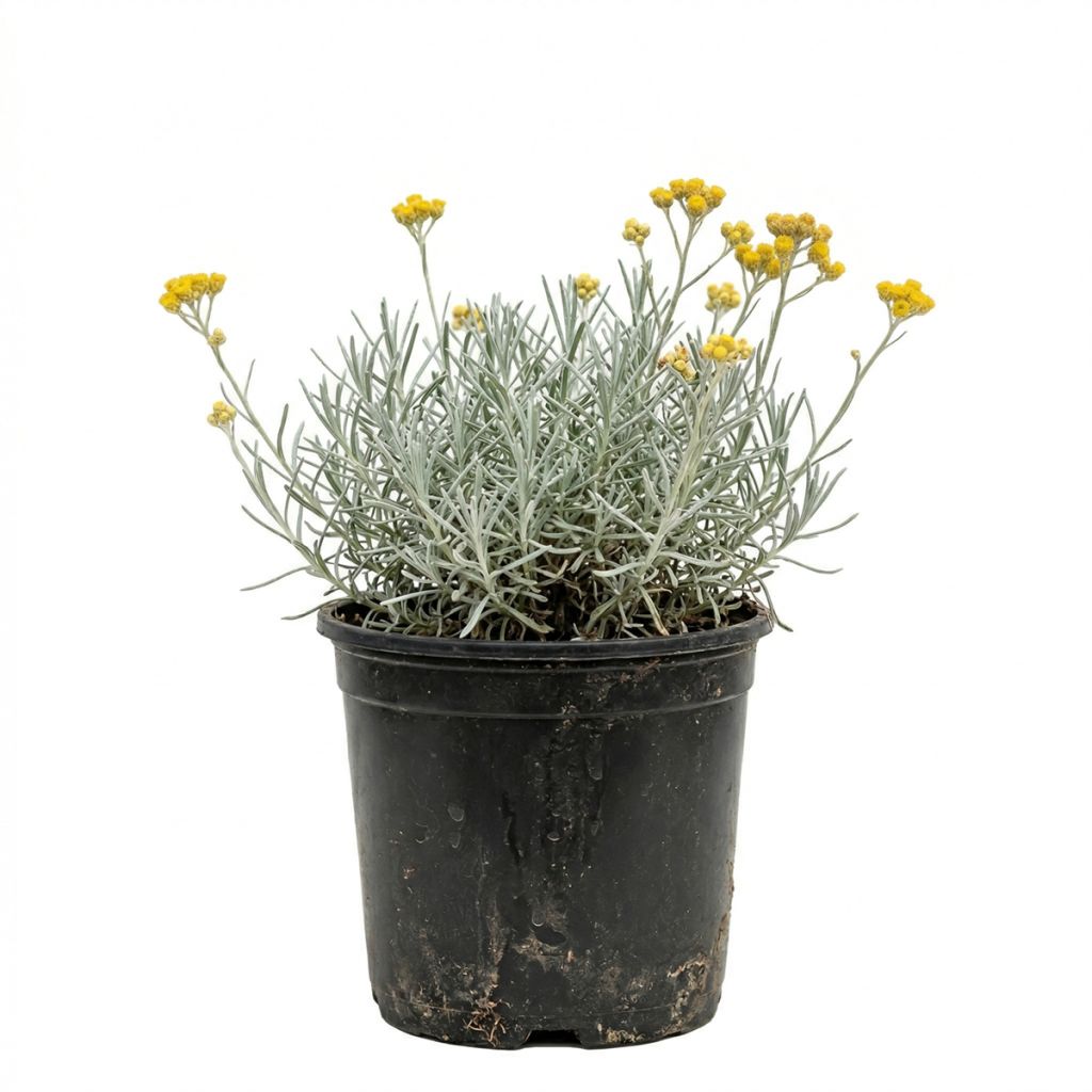 Plante curry, Immortelle à petites feuilles