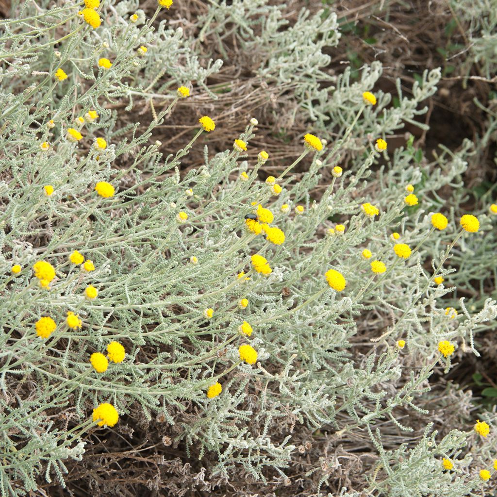 Plante curry, Immortelle à petites feuilles