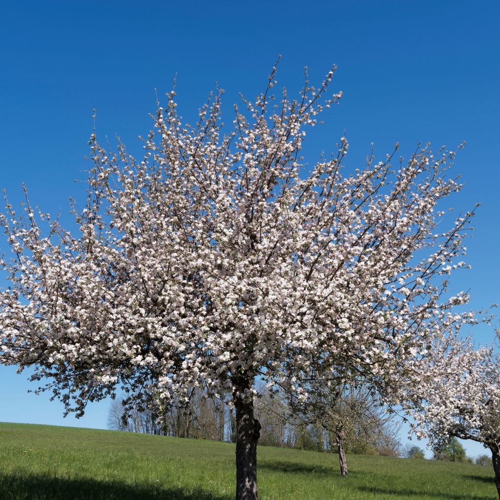 Pommier sauvage