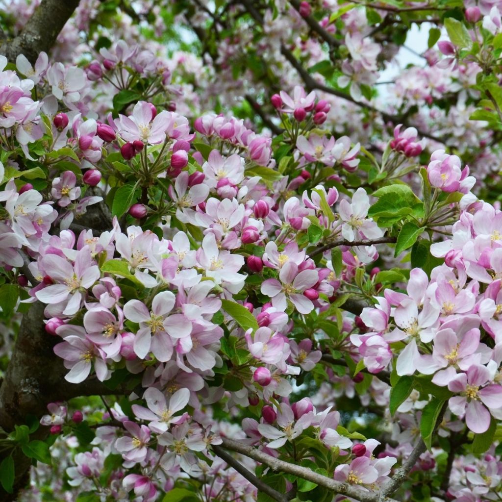 Pommier sauvage