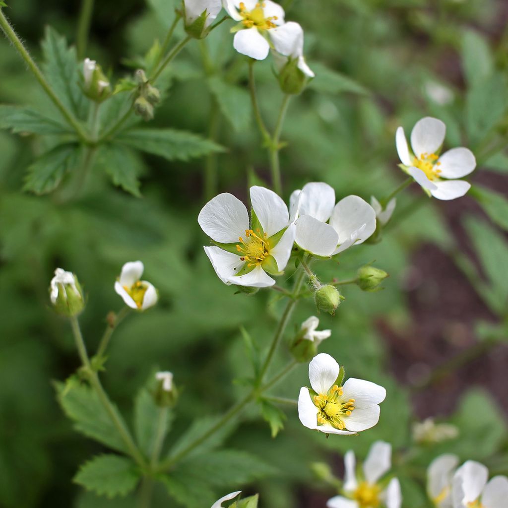 Potentille blanche