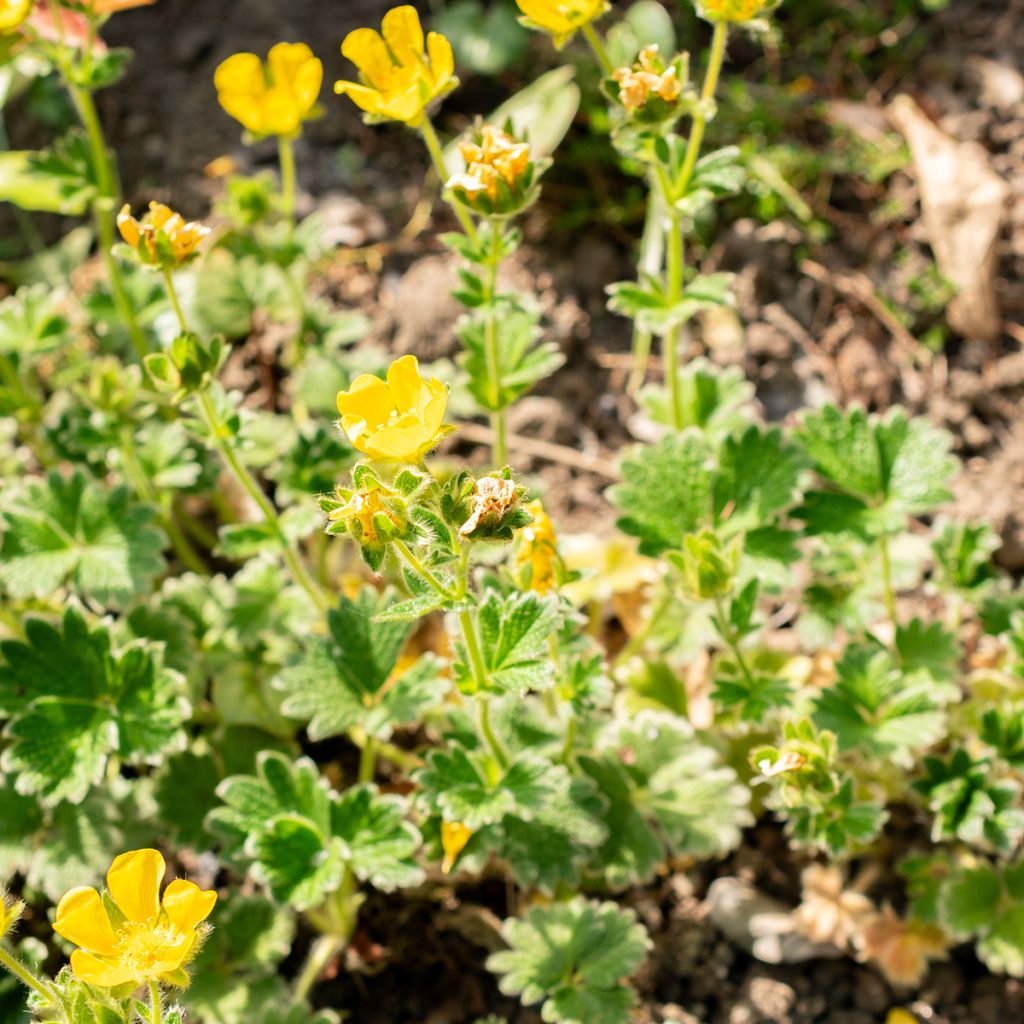 Potentille jaune