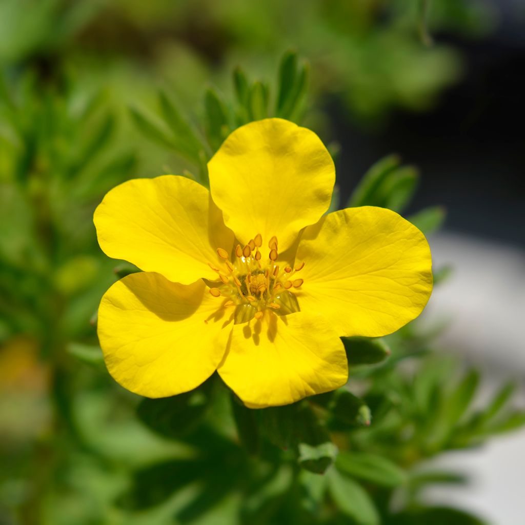 Potentille arbustive jaune