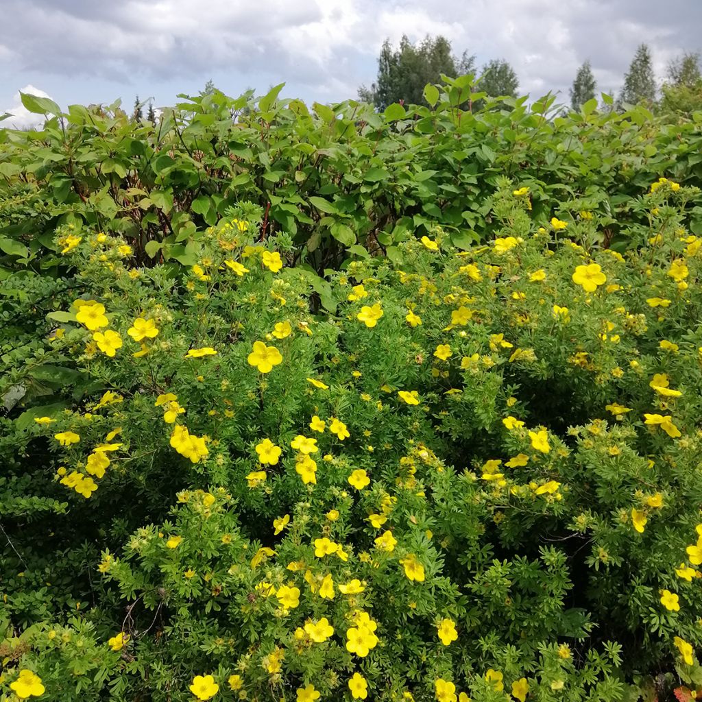 Potentille arbustive jaune