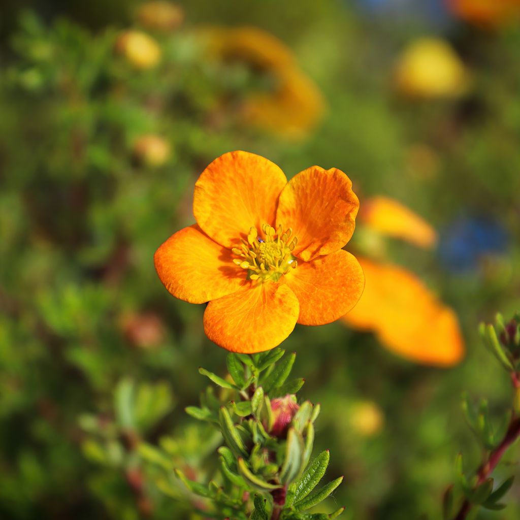 Potentille orange