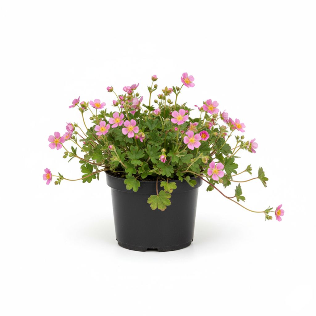 Potentille rose