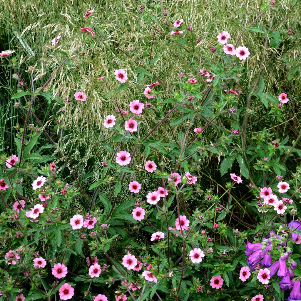 Potentille rose