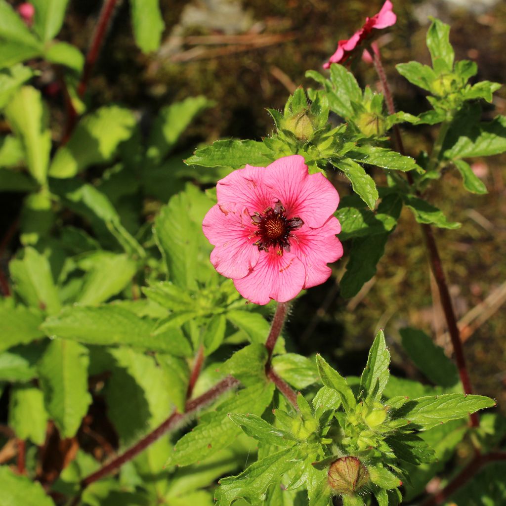 Potentille rose