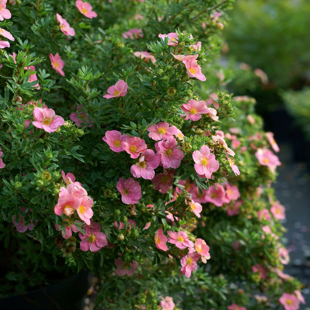 Potentille rose