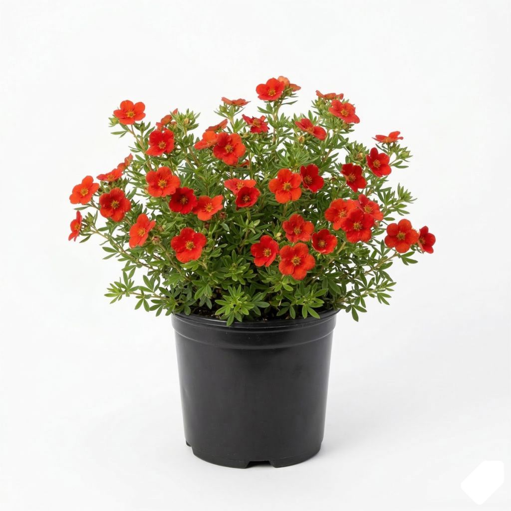 Potentille rouge