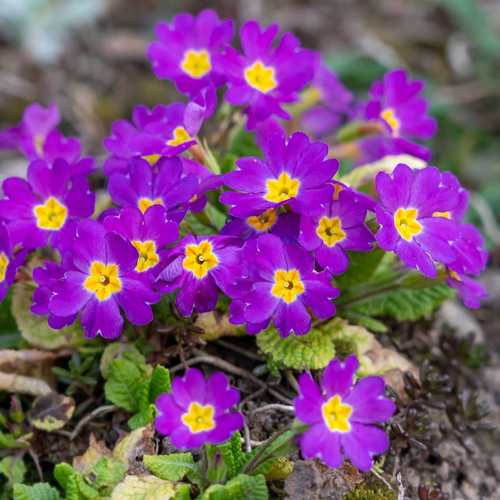 Primevère violette