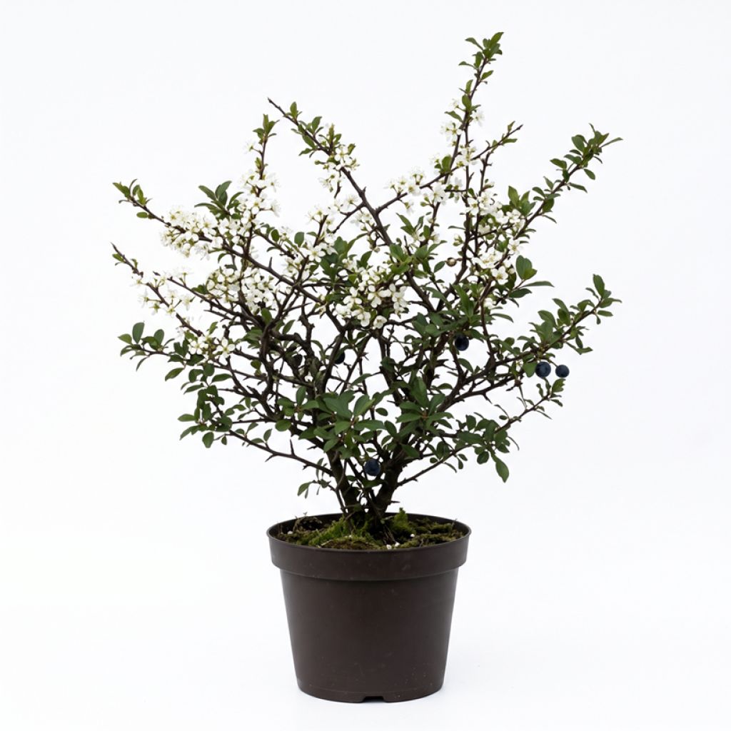 Prunellier