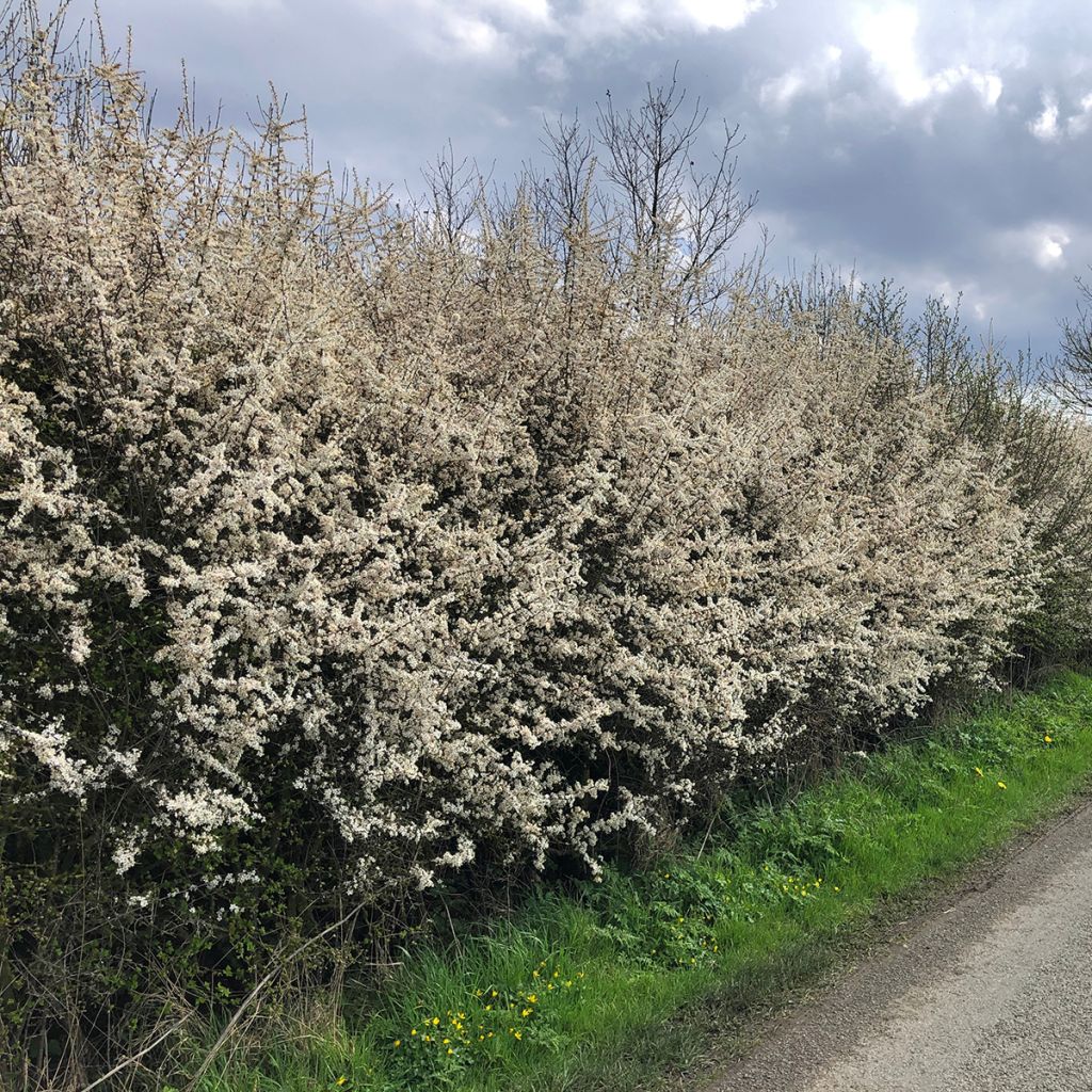 Prunellier