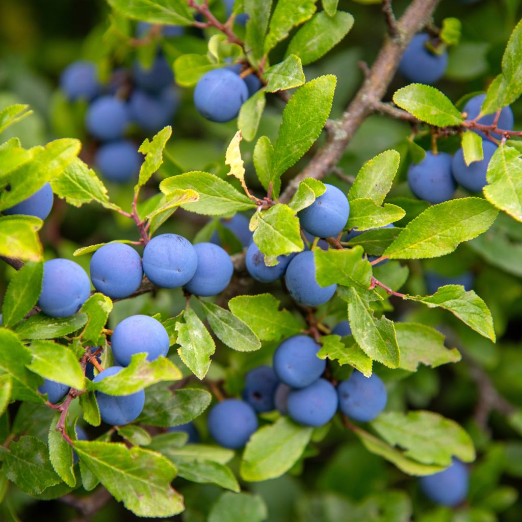 Prunellier