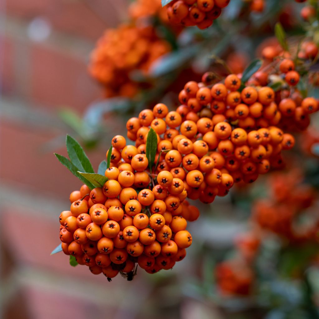 Pyracantha