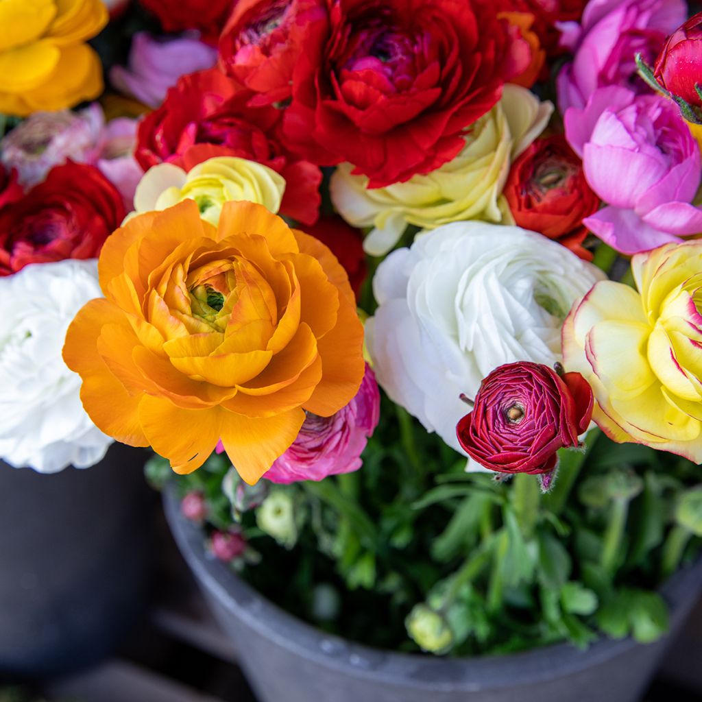 Renoncule des fleuristes, mélange de bulbes