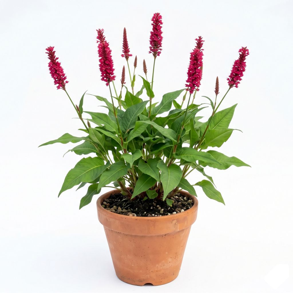 Renouée rouge