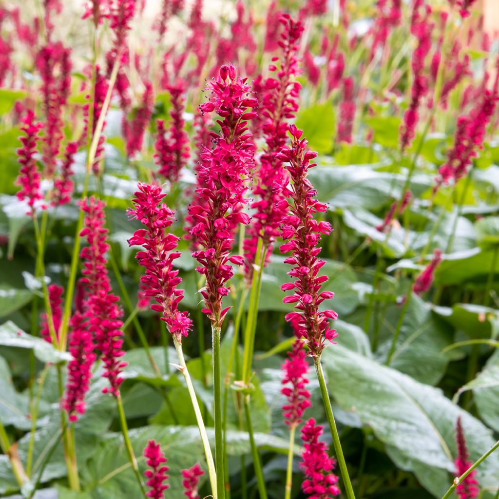 Renouée rouge